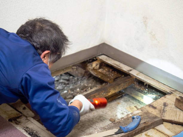 Best Certified Mold Removal  in Planada, CA