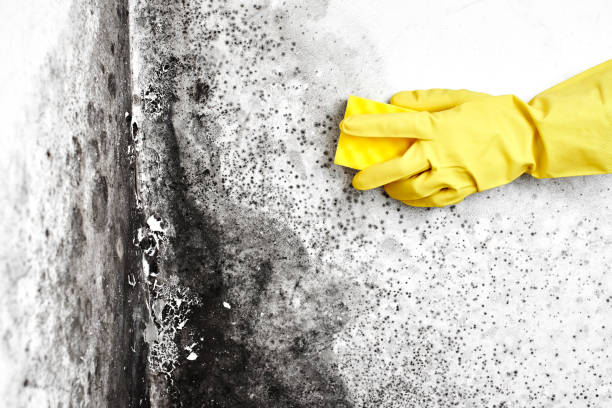 Best Toxic Mold Removal  in Planada, CA