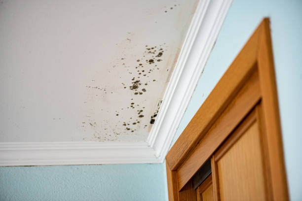 Best Same-Day Mold Removal  in Planada, CA