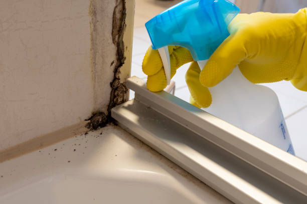 Best Office Mold Removal Services  in Planada, CA