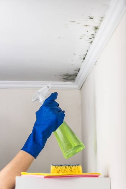 Best Mold Damage Repair  in Planada, CA